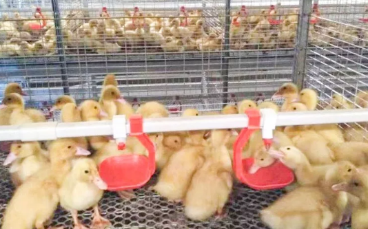 養(yǎng)鴨場(chǎng)老板：熱泵供暖溫度高，費(fèi)用比燒煤還??！